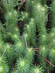 Phlegmariurus hippurideus