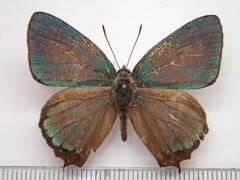 Favonius ultramarinus