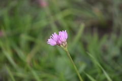 Allium serra