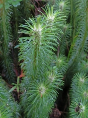 Phlegmariurus hippurideus