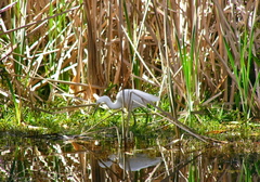 Egretta garzetta nigripes