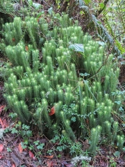 Phlegmariurus hippurideus