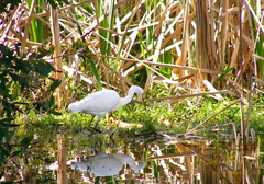 Egretta garzetta nigripes