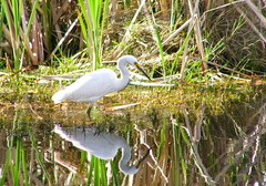 Egretta garzetta nigripes