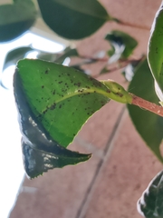Magnoliopsida