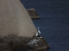 Egretta caerulea
