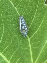 Graphocephala appropinquans