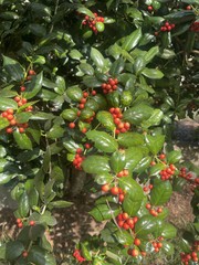 Ilex cornuta