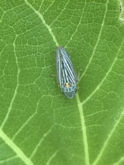 Graphocephala appropinquans