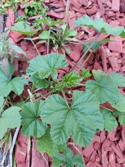Malva