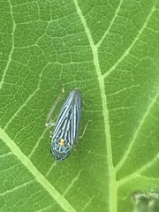 Graphocephala appropinquans