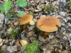 Cortinarius castoreus