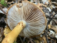 Cortinarius castoreus