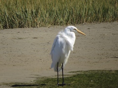 Ardea alba melanorhynchos