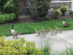 Branta canadensis