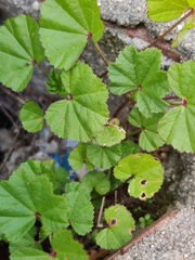 Malva
