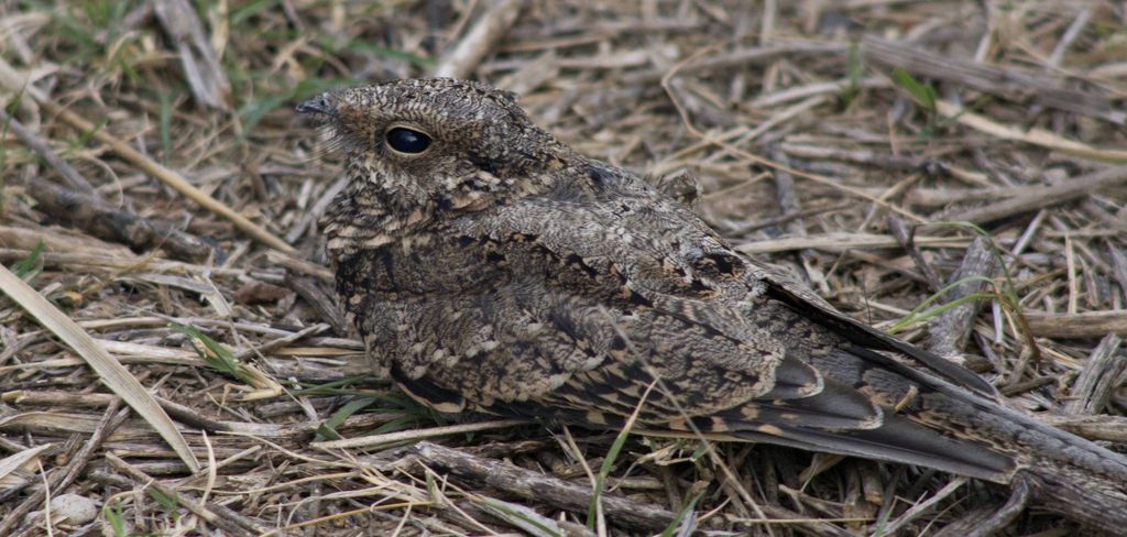 Scissor-tailed Nightjar