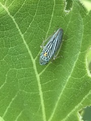 Graphocephala appropinquans