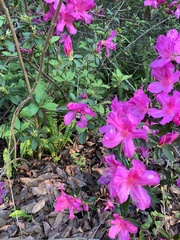 Bombus impatiens image