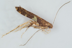 Caloptilia umbratella