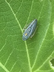 Graphocephala appropinquans