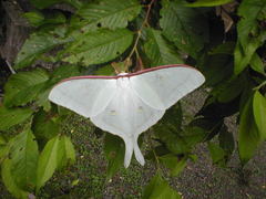 Actias aliena