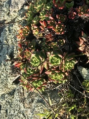 Dudleya farinosa