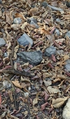 Pseudoficimia frontalis