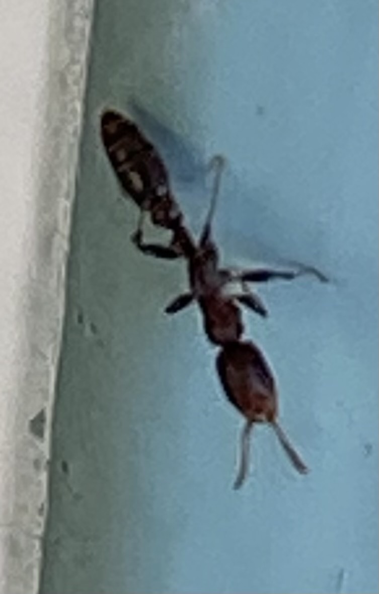 Pseudomyrmex cubaensis