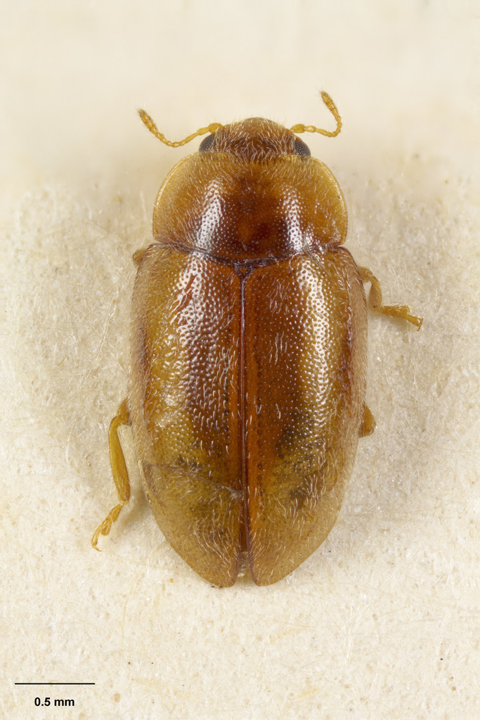 Veronicobius aucklandiae