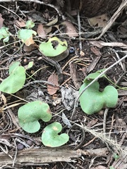 Dichondra recurvata