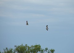 Chordeiles nacunda