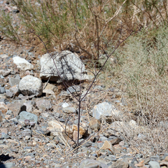 Eriogonum hoffmannii hoffmannii