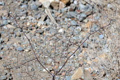 Eriogonum hoffmannii hoffmannii