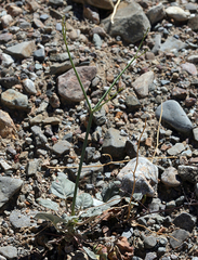 Eriogonum hoffmannii hoffmannii