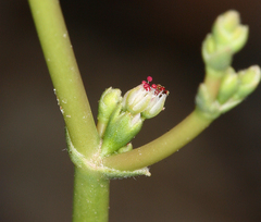 Eriogonum hoffmannii hoffmannii