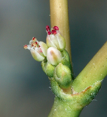 Eriogonum hoffmannii hoffmannii
