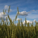 Triticale - Photo (c) Anita, some rights reserved (CC BY-NC-ND)