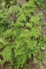 Adiantum jordanii image