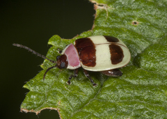 Alagoasa bipunctata