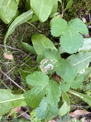Phytomyza saniculae