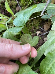 Phytomyza saniculae
