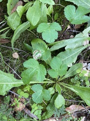 Phytomyza saniculae