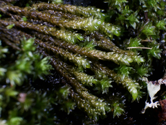Scleropodium