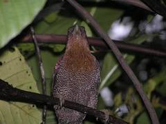 Chrysophlegma miniaceum