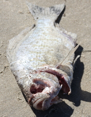 Amphistichus argenteus