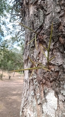 Gleditsia amorphoides