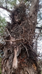 Gleditsia amorphoides