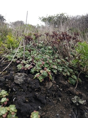 Sedum spathulifolium