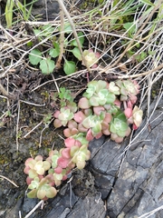 Sedum spathulifolium